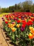 Cantigny Gardens (outside)