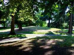 Salmon Bay Park - West Side Grove