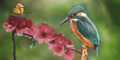 F9 2| Birds & Butterflies