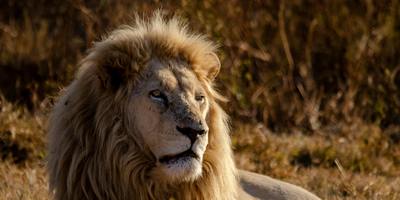 Paint Along Lion Portrait